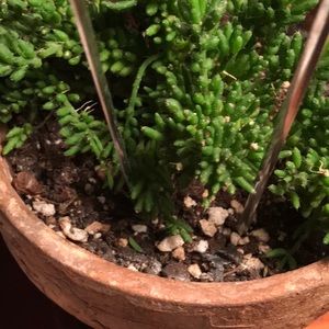 Meet your Posher, Brenda